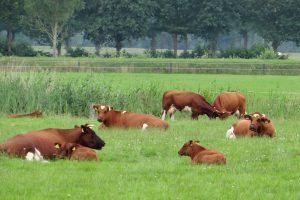 De boer op in Twente