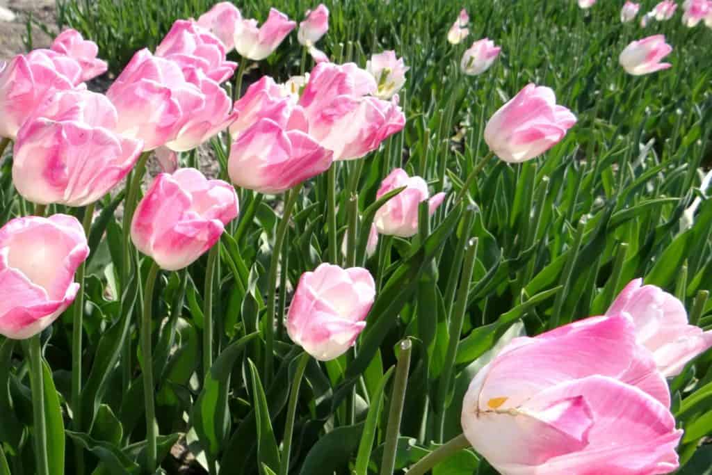 Tulpenlunch Food as ART