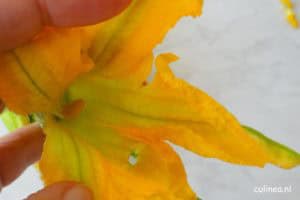 tempura van courgettebloemen