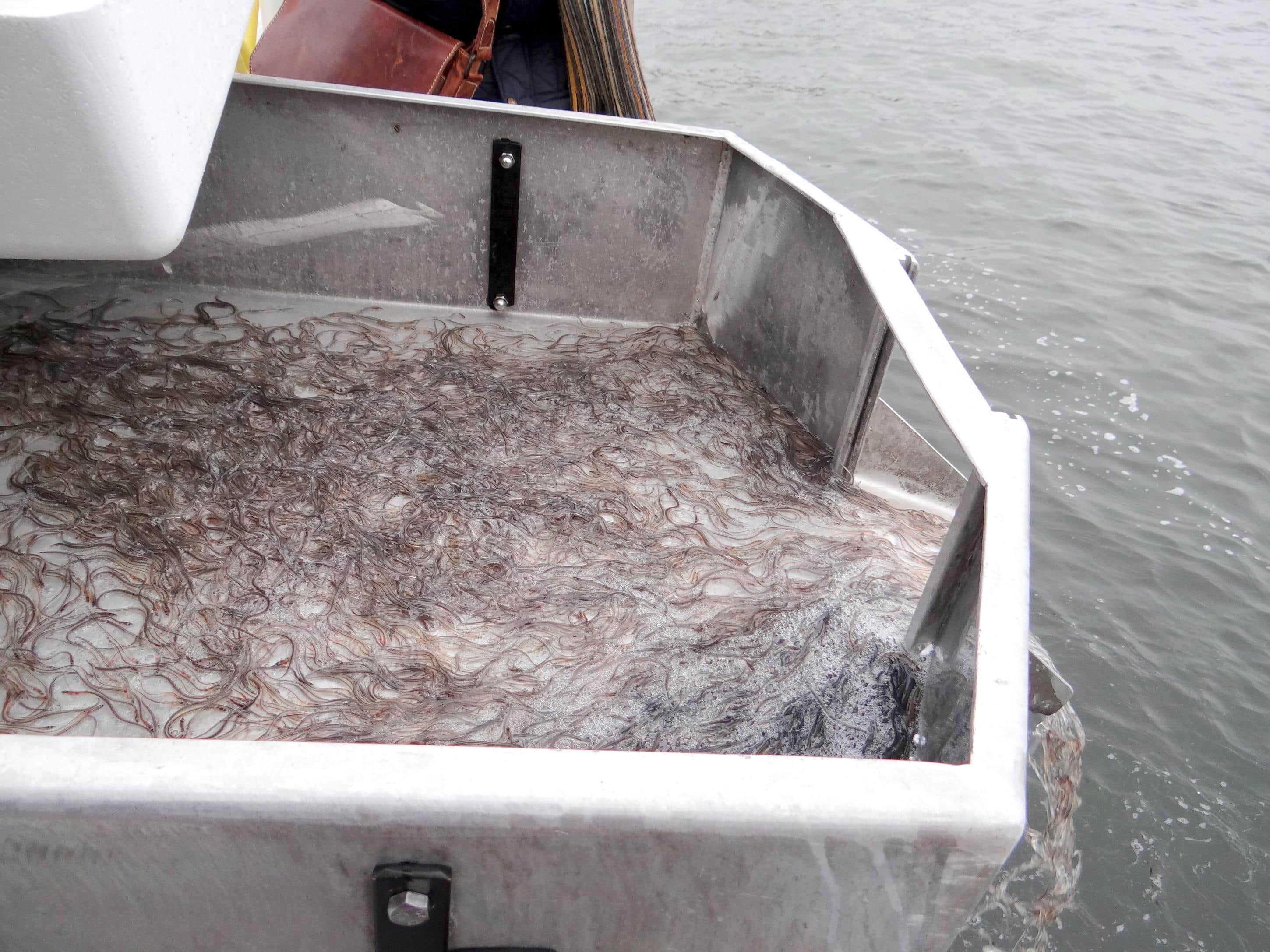 Het uitzetten van glasaaltjes in Wolderwijd